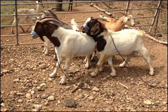 Duct tape used in theft of 23 goats