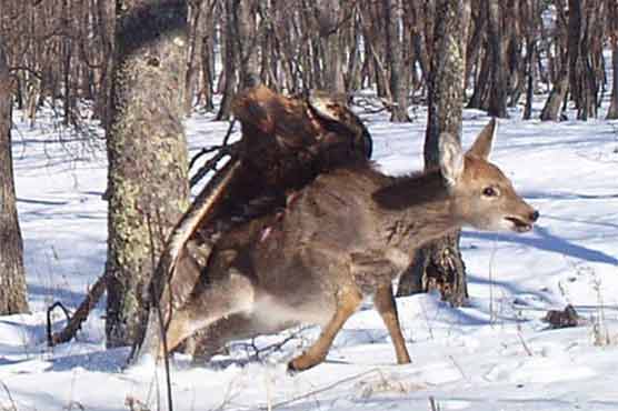 Camera takes dramatic shot of Russian eagle attack 