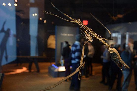 Mysterious prehistoric reptiles fly into NY