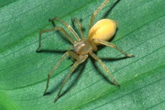 Gasoline-loving spiders cause Mazda car recall for second time