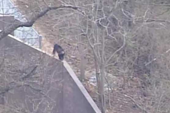 Clever chimps at Kansas City Zoo make brief break to freedom
