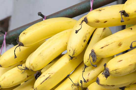 Disease threatens world's bananas: UN