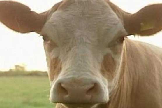Potential for human superbugs in cow manure: study