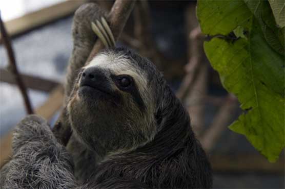 Sloth guts are designed for hanging upside down: study