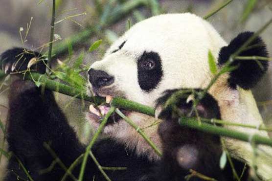 China approves jail for rare wild animal eaters