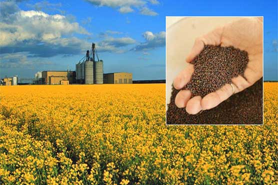 Pakistan buys 101,000 tonnes canola from Canada