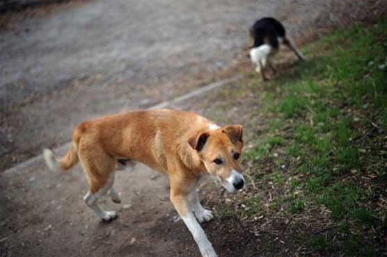 Claims 100 stray dogs buried alive in China probed