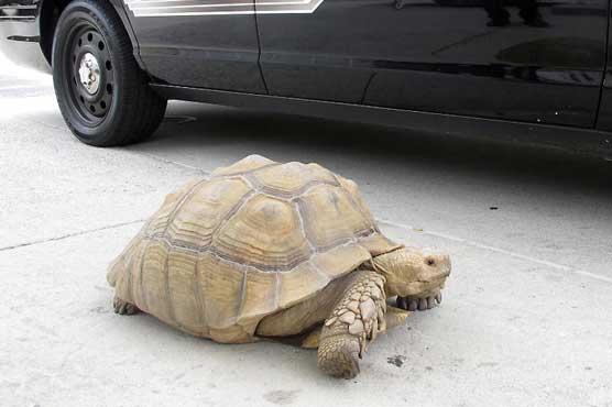 150-pound tortoise found in LA suburb reunited with owners