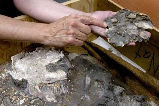6,500-year-old skeleton found in Penn Museum's cellar