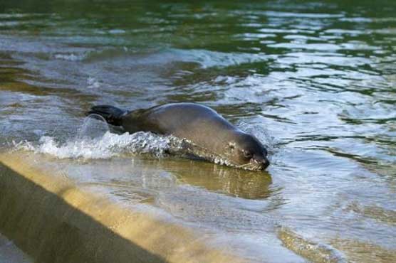 Woman sneaks into seal pool for swim at Berlin Zoo