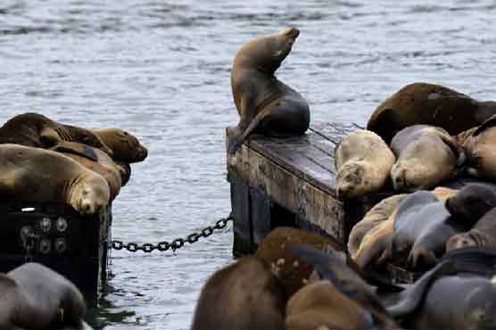 Seals not Columbus brought TB to Americas