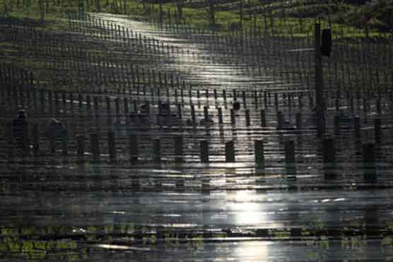 Forget fruit, South African wine shows notes of Bach and Mozart