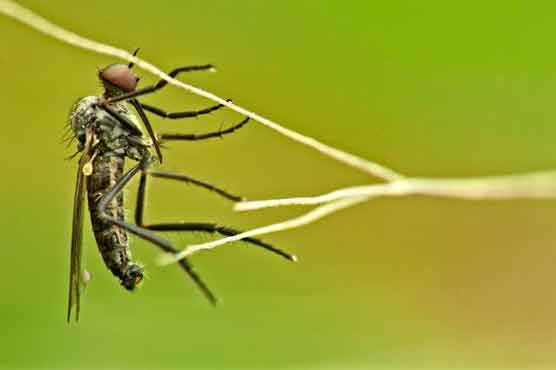 Japan confirms first dengue fever infections in 70 years