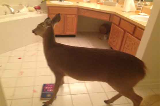 Deer breaks through 2 doors, ransacks bathroom