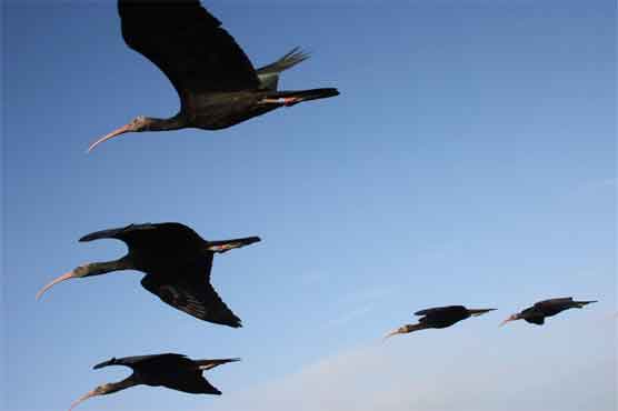 Birds can sense a coming storm and flee: study