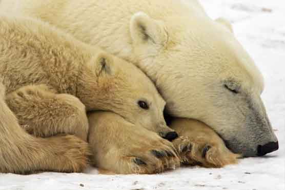Warming leads to more run-ins with polar bears 
