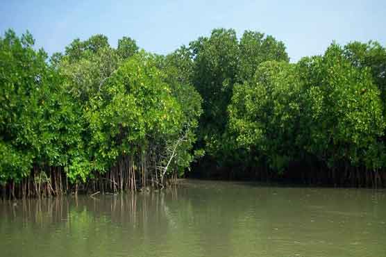 Bangladesh development 'threatens fragile Sundarbans'