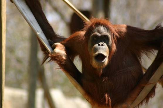 Orangutan in Argentina zoo granted right to freedom 