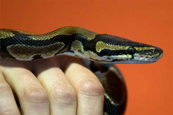 Pet reptiles pose health risk for infants: study