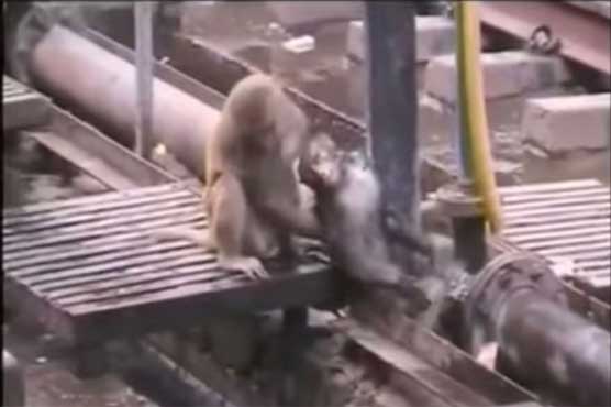 Monkey gives first aid to electrocuted friend