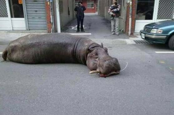 Hippo jumps from moving truck in Taiwan, startling locals