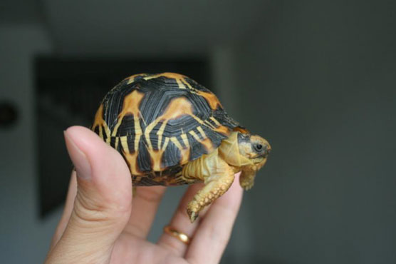 France ceases 170 rare baby tortoises at airport