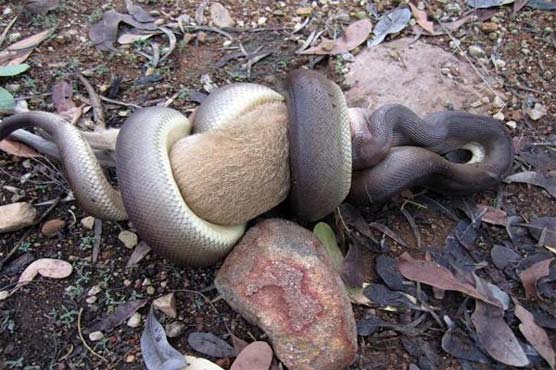 Python devours wallaby in giant meal 