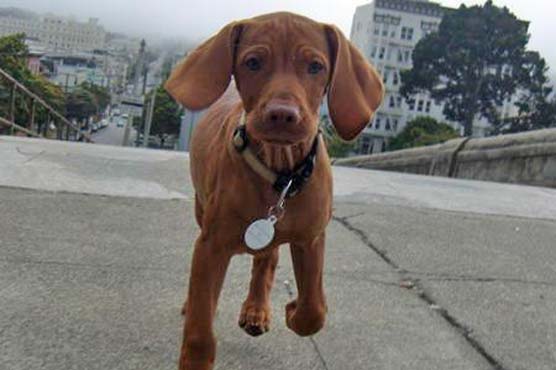 Puppy heads home after 2,400-mile U.S. road trip