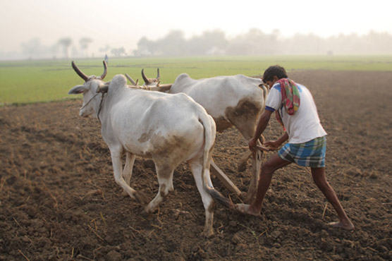 Four men burnt to death in India for stealing cattle: police