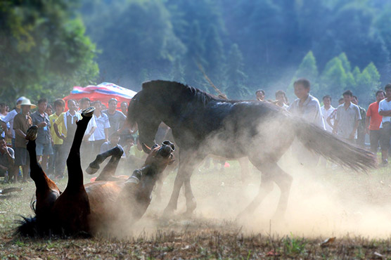 China horses fight in Lunar New Year battles 