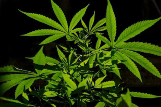 French woman charged with planting cannabis in Malaysia