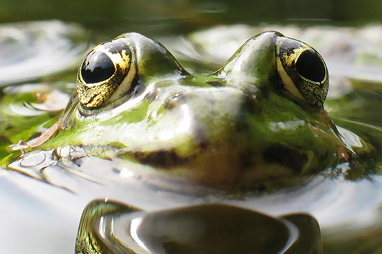 Man 'harassed' by frog calls council 