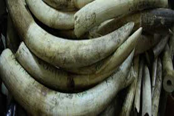 US bans domestic trade of elephant ivory