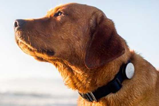 'Smart' dog collar to be sold in Japan