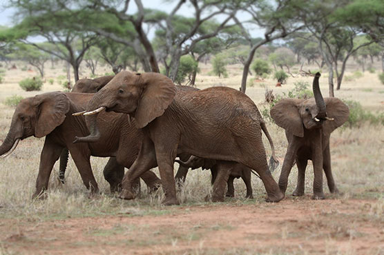 London: Wildlife summit aims to tackle Asian demand 