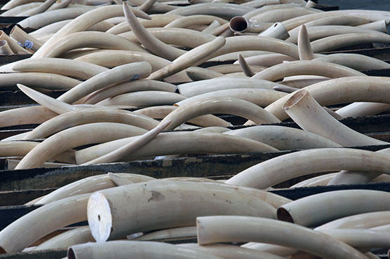 Ivory smuggling tips footage angers activists