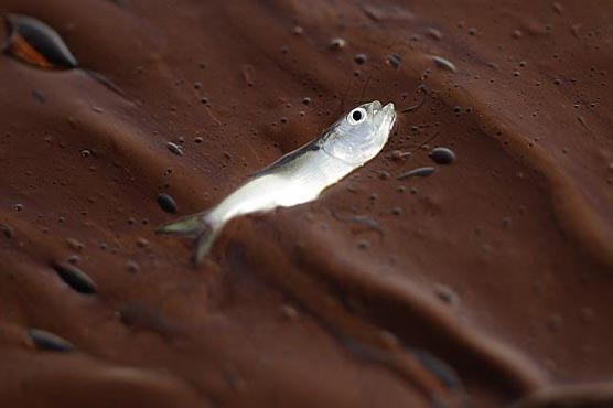 Tuna study reveals oil pollution causes heart problems