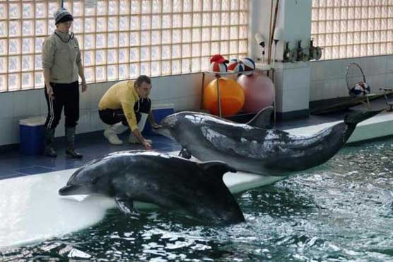 In election year, Romania debates giving human rights to dolphins