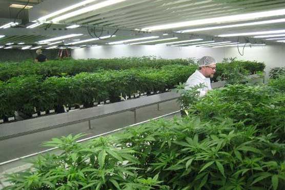 Growing medical marijuana is big business in Canada