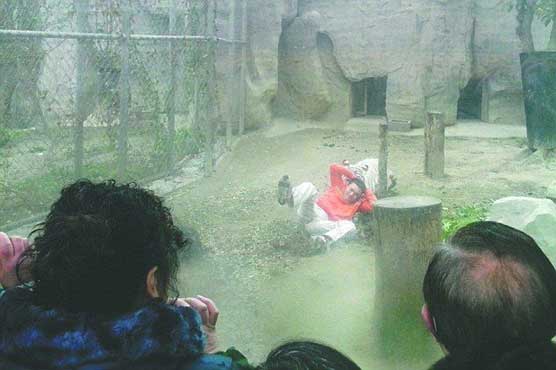 Man in china tries to feed himself to tigers