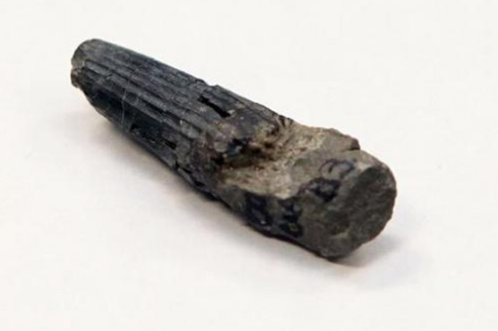 First Malaysian dinosaur fossil found: researchers