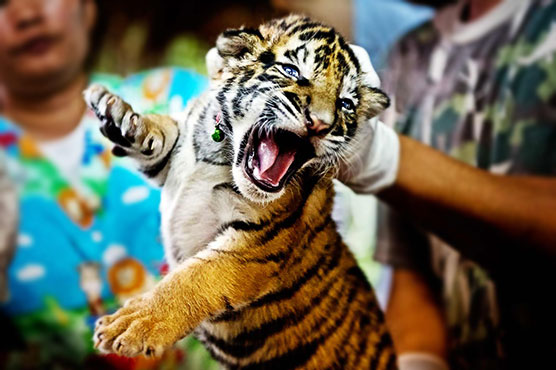 Thai police seize five tigers cubs, other smuggled animals 