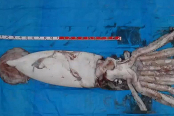 Japanese fisherman sees Giant squid as an ‘omen’