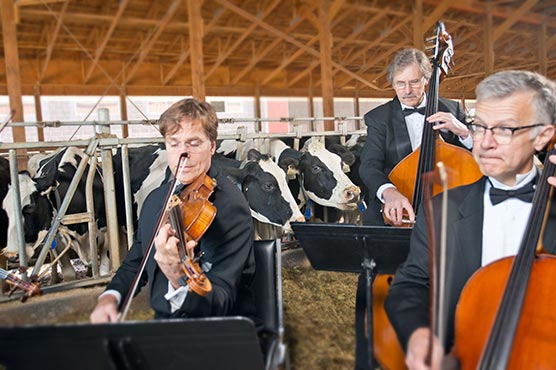 Cows make more milk when listening to slow jams