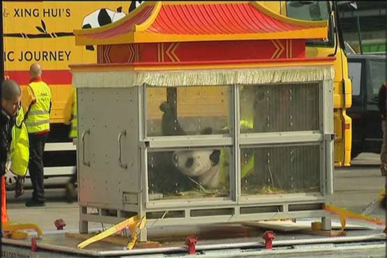 Chinese pandas get red-carpet welcome in Belgium