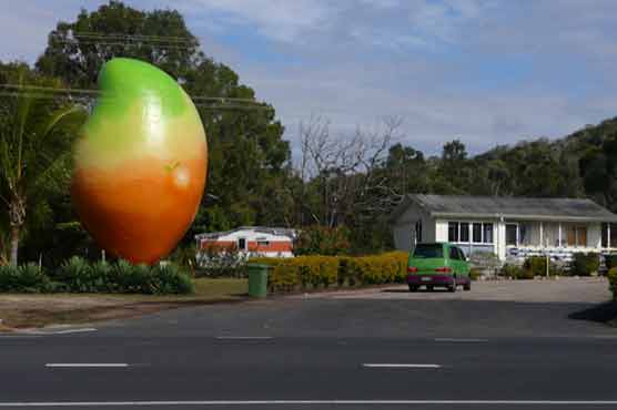 Thieves make off with giant Australian mango