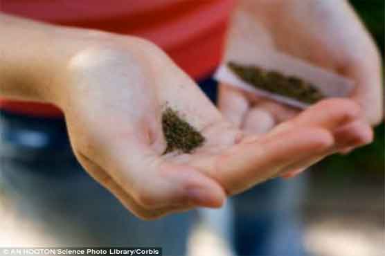 Scientists discover hormone that blocks marijuana buzz