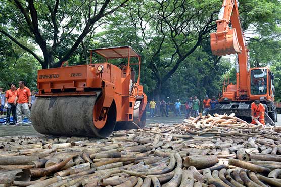 China crushes six tones of ivory