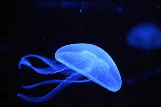 World's first jellyfish aircraft takes off 