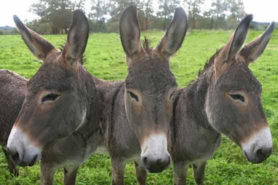 Police recovers stolen donkeys, suspect gets away